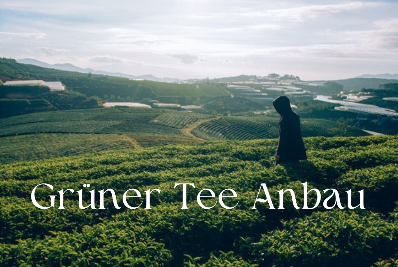 Von der Pflanze zur Tasse: Die Kunst "Grüner Tee Anbau"