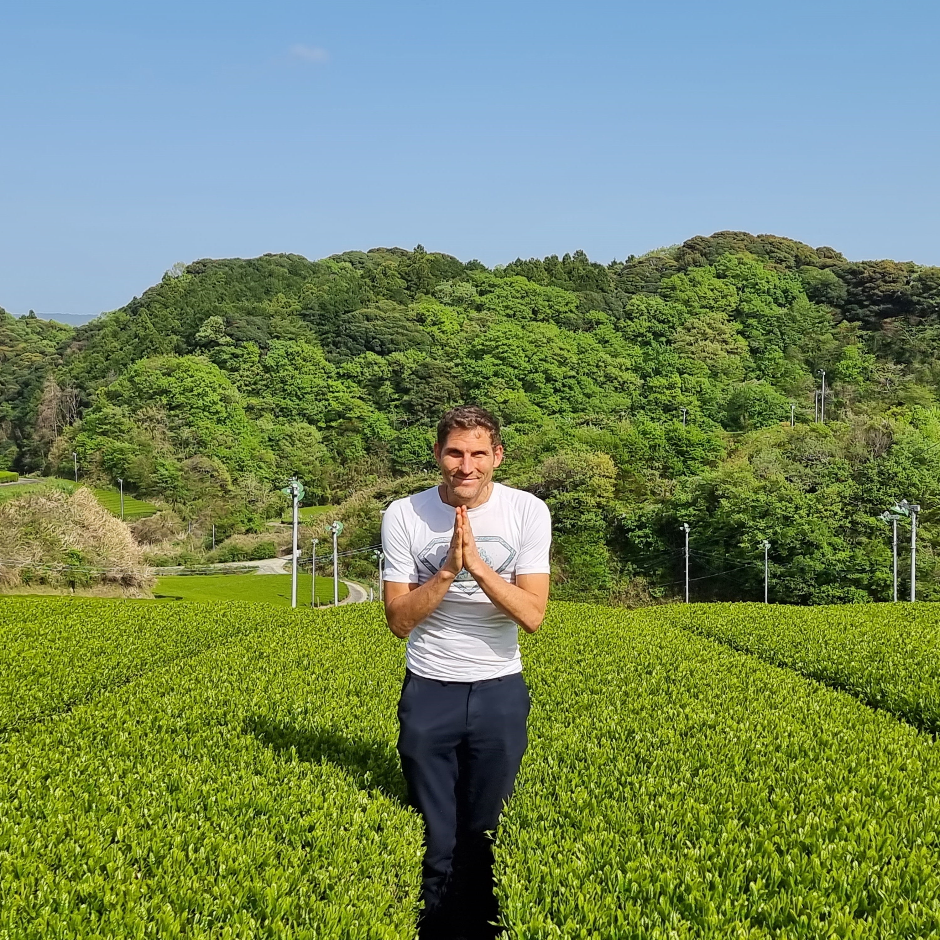 Japanischer Grüner Tee Anbau bio