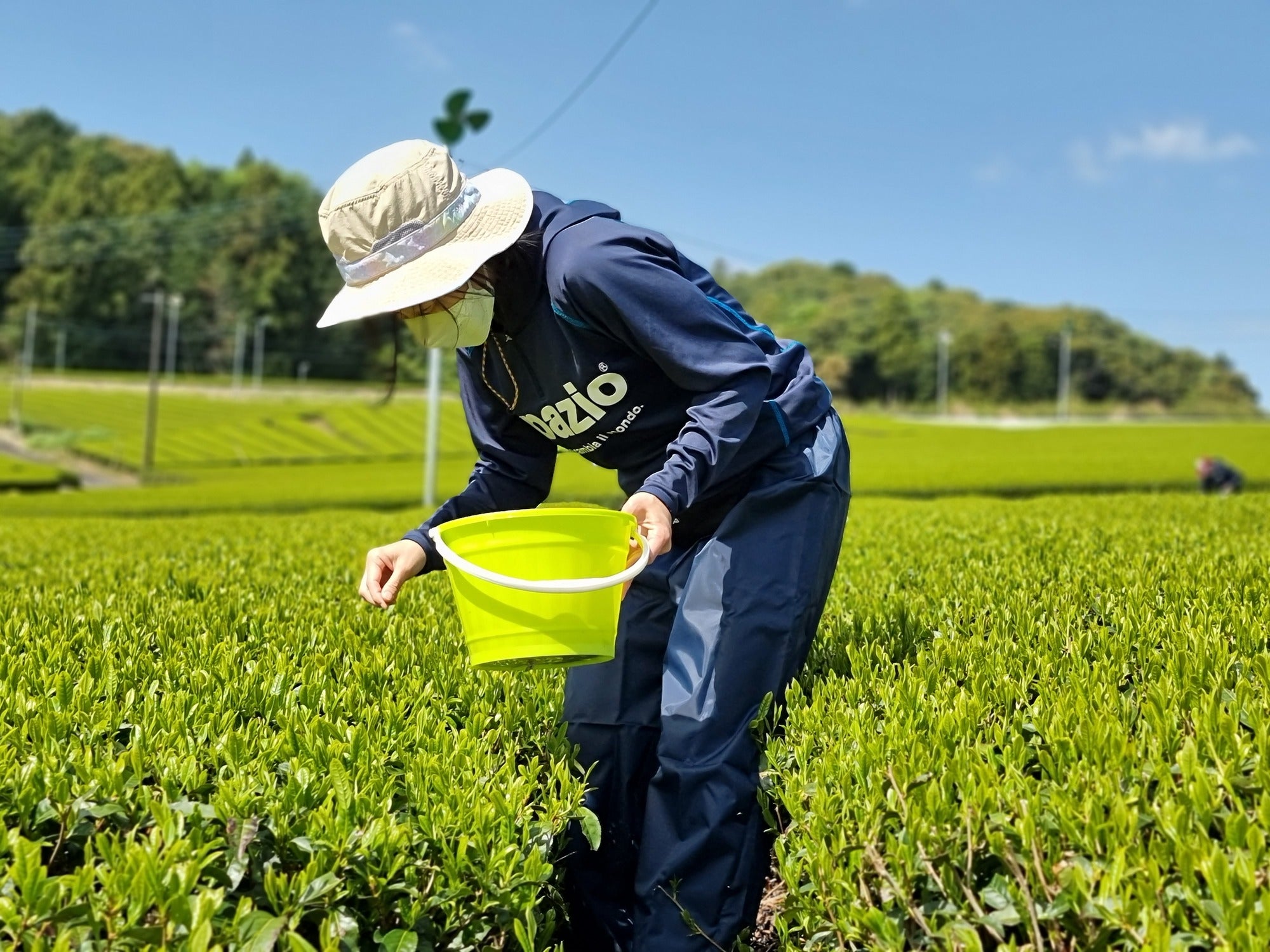 Bio Japanischer Grüner Tee Pflanzen