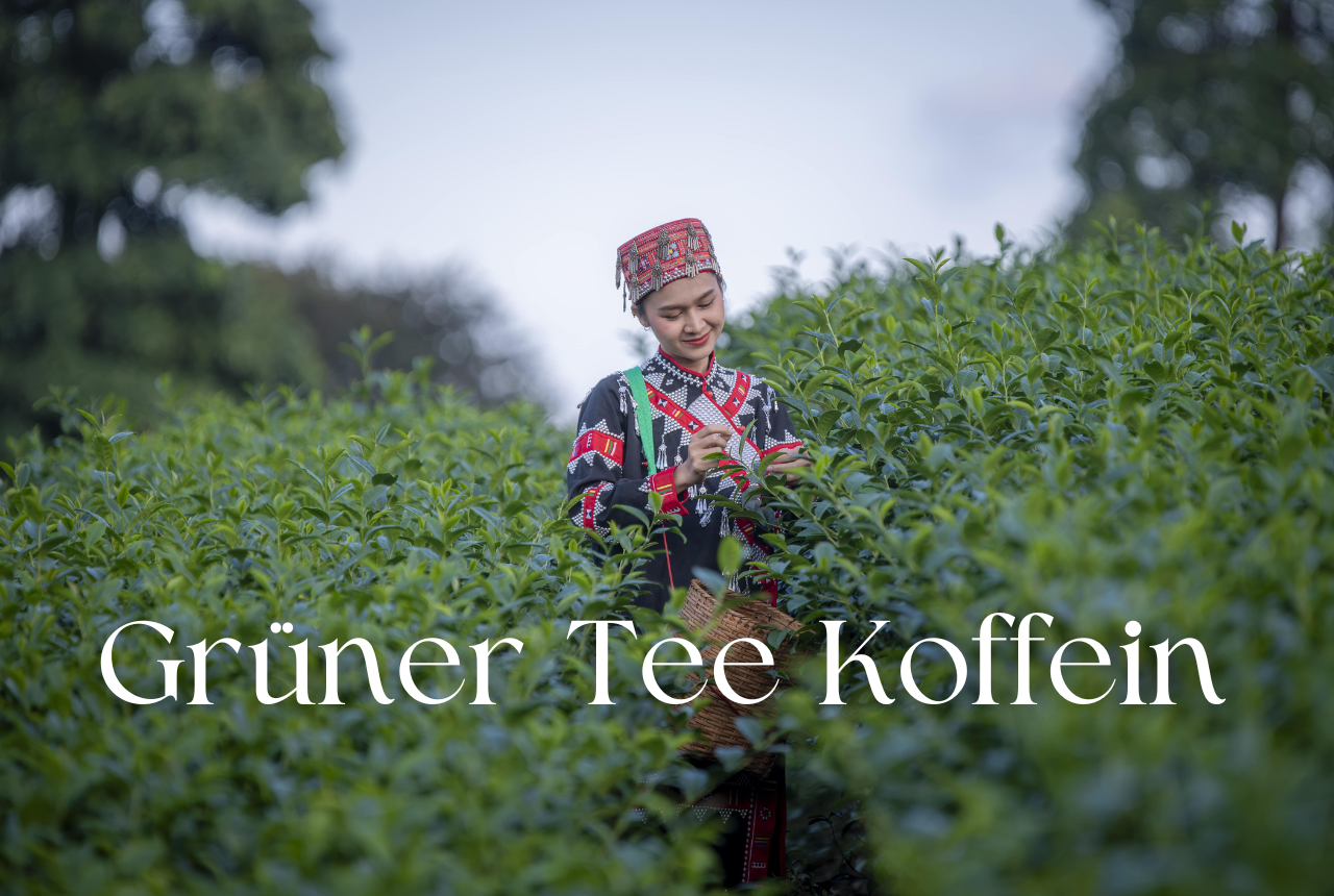 Grüner Tee Koffein: Gehalt und Wirkung