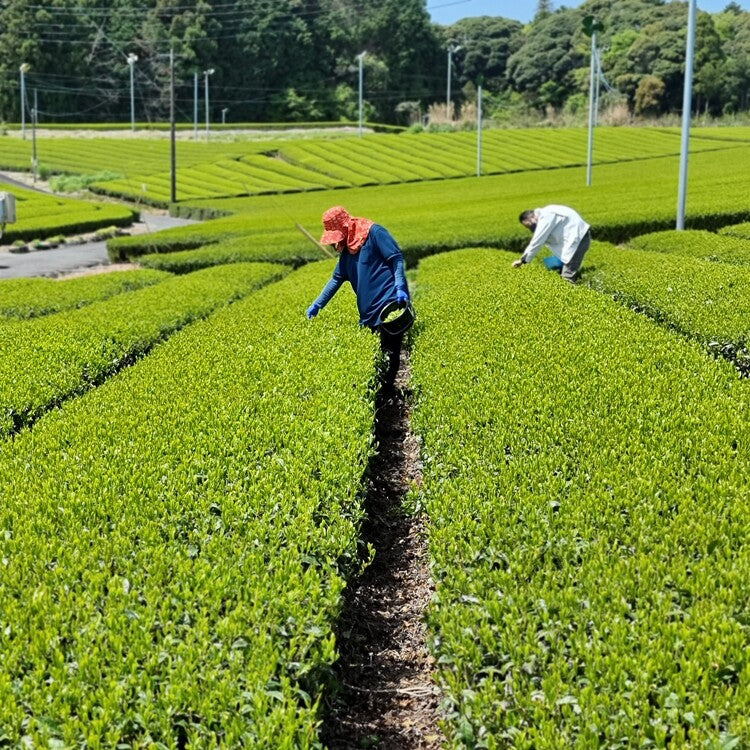 Matcha grüner Tee Pflanzen Handernte